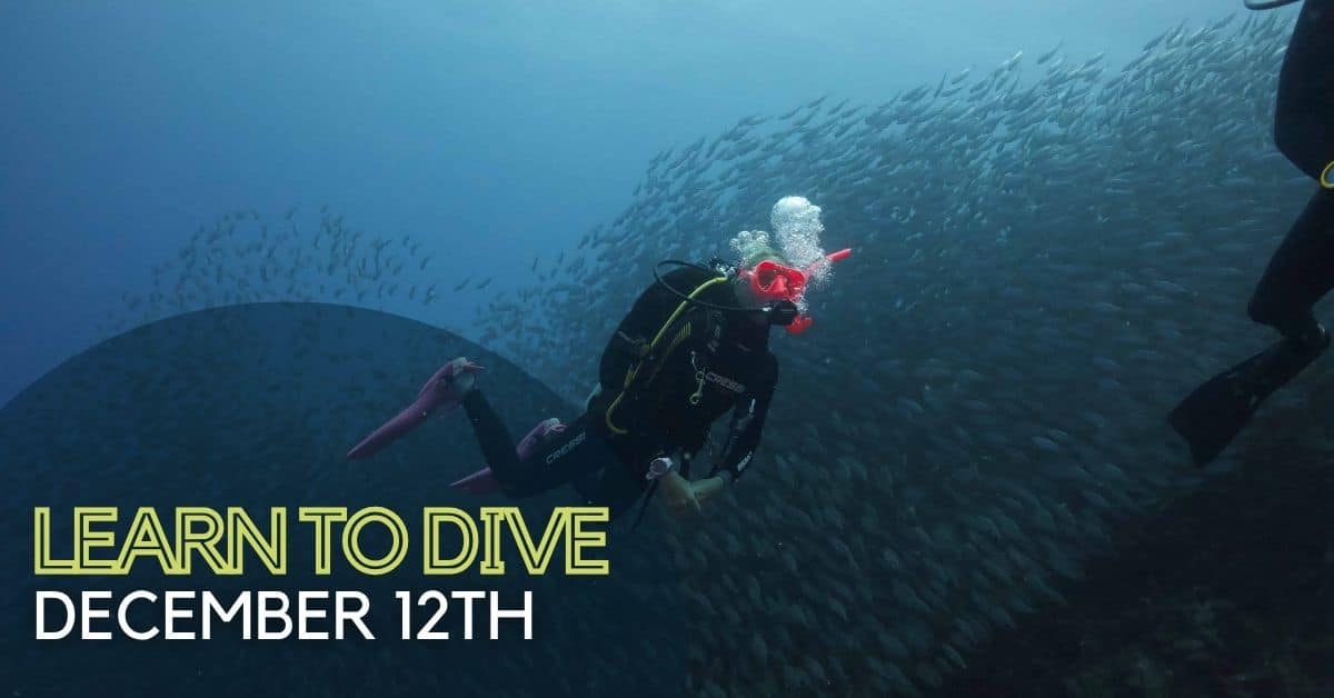 Diver enjoying schools of fish