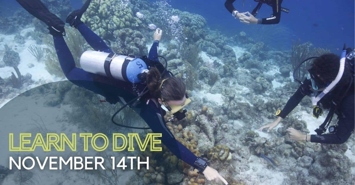 Two divers pointing at marine life