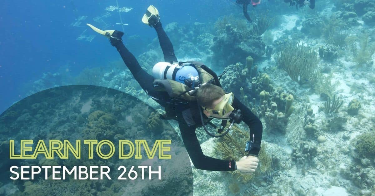 Diver crusing the reef