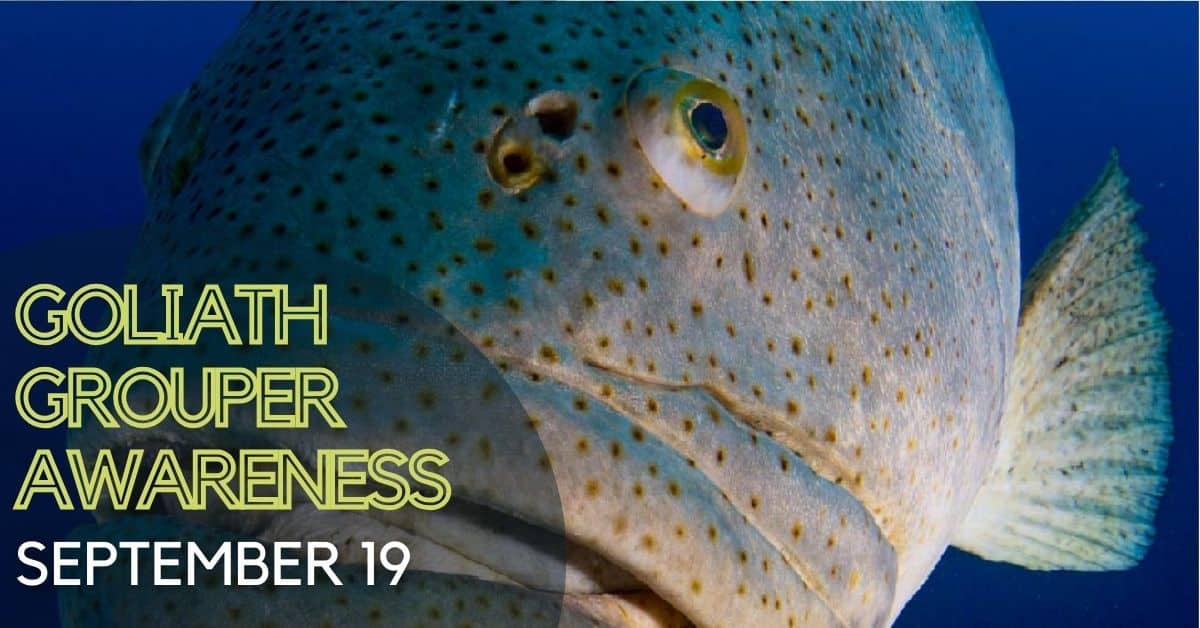 Head on shot of Goliath Grouper
