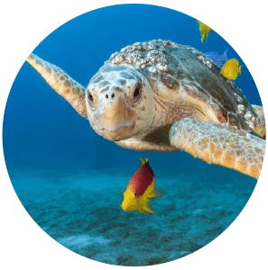 Loggerhead swimming towards