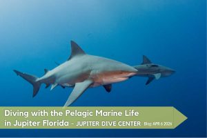 Bull sharks