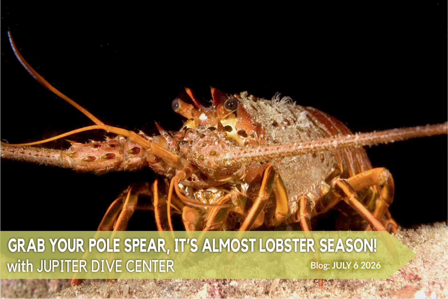 JDC-Blog-Banner-Lobster-26