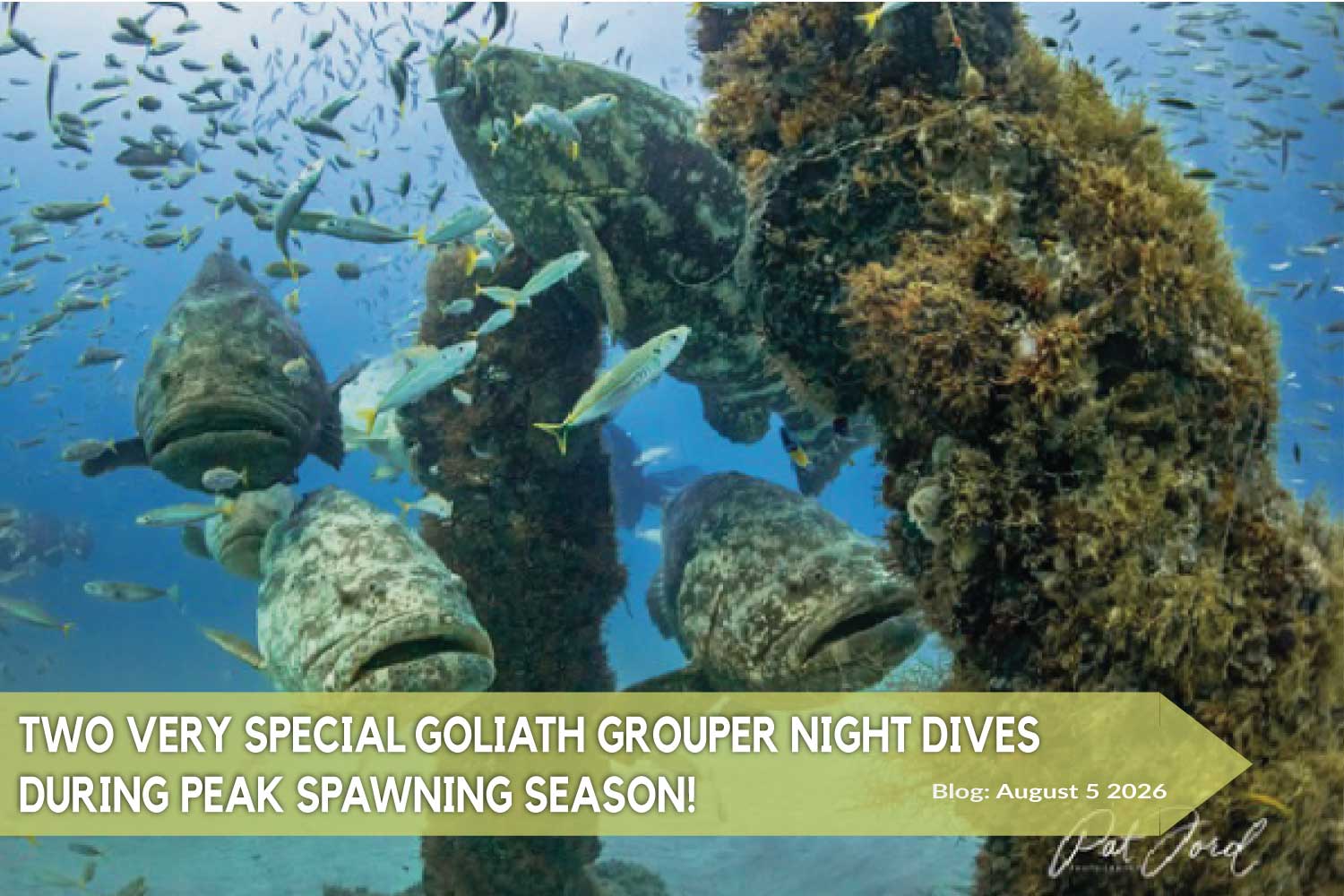 JDC-Blog-Banner-Grouper-August-2026